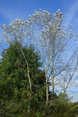 Arbre (mésophanérophyte) à feuilles caduques, haut de 25 – 30 m.
© Jean-Luc GORREMANS