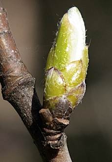 Bourgeons gros, coniques-aigus, brun verdâtre, à écailles bordées de poils blancs.
© Jean-Luc TÉMOIN