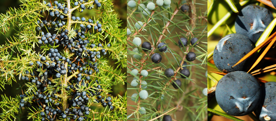 Fruits (galbules) ayant l’aspect de baies globuleuses (Ø: 6 – 10 mm), verdâtres et glauques la première année, devenant noir bleuâtre pruineux la seconde année (au centre), formées de trois écailles charnues confluentes (à droite).