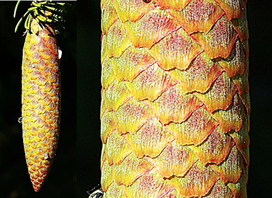 Grand arbre résineux à feuilles persistantes, haut de 35 – 40 m. Port conique élargi.