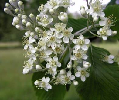 Inflorescences : corymbes terminaux, de 5 – 8 cm de diamètre.
© Jean-Luc TÉMOIN