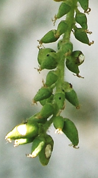Feuilles entières, alternes, de forme variable, sinuées ou lobées (3 – 5 lobes pour les feuilles des pousses de l’année).
© Jean-Luc GORREMANS