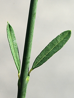 Arbrisseau (nanophanérophyte) à feuilles tombant rapidement, haut de 1 – 2 m. Non épineux.