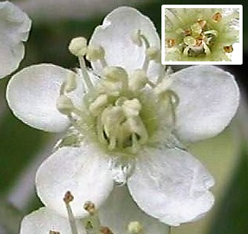 Fleurs hermaphrodites blanches, à cinq pétales étalés, arrondis, longs de 6 – 7 mm et à 2 – 3 styles libres (encadré).
© Jean-Luc TÉMOIN