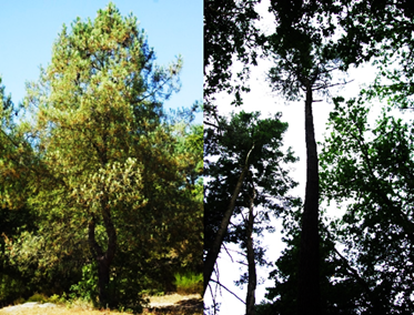 Arbre (mésophanérophyte) résineux à feuilles persistantes, haut de 20 – 25 m. Tronc souvent flexueux (à droite).
