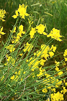 Feuilles entières, oblongues-lancéolées, petites (L: 3 – 7 cm).