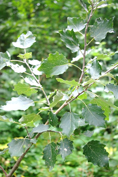 Arbre (mésophanérophyte) à feuilles caduques, haut de 25 – 30 m. Tronc droit et branches ascendantes.