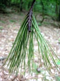 Aiguille s semi-cylindriques, très longues [L: 10 – 18 (20) cm], épaisses et rigides, un peu piquantes.