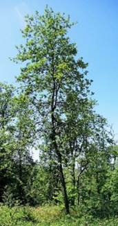 Arbuste (microphanérophyte ou mésophanérophyte) à feuilles caduques, haut de 2,5 – 15 m. Houppier pyramidal.