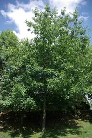 Grand arbre (macrophanérophyte) à feuilles caduques, haut de 25 – 35 m.