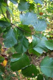 Feuilles entières, grandes, alternes, ovales-arrondies.