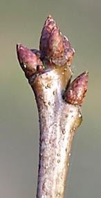 Bourgeons ovoïdes.