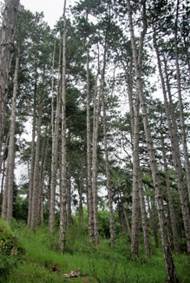Grand arbre (macrophanérophyte) résineux à feuilles persistantes, haut de 25 – 30 m. Cime peu dense, conique. Tronc élancé, droit, gris argenté jusqu’au sommet.