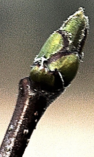 Bourgeons non visqueux, ovoïdes à allongés. Ecailles verdâtres, légèrement pubescentes au sommet seulement.