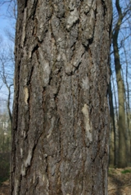 Écorce âgée écailleuse, en plaques de formes irrégulières.