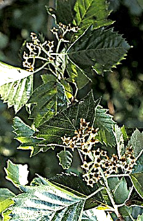 Inflorescences : corymbes composés.