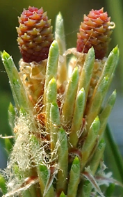Plante monoïque. Fleurs femelles rouge carmin, au sommet des rameaux de l’année.