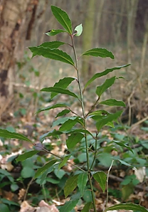 Arbrisseau (nanophanérophyte) à feuilles persistantes, haut de 2 – 4 m.