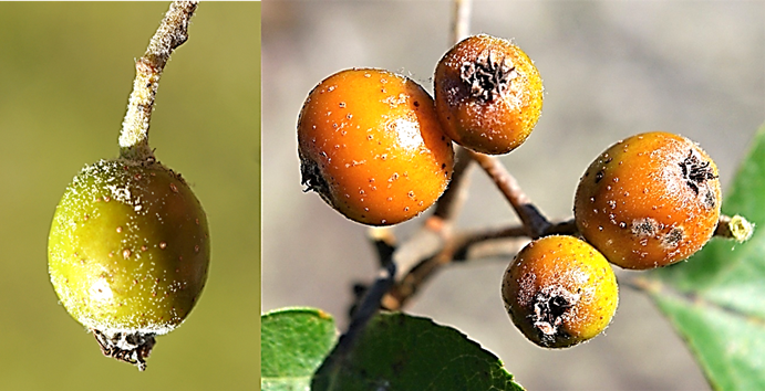 Fruits (alises) charnus, presque globuleux (Ø: 1 – 1,5 cm), verruqueux, brun jaunâtre ou brun rougeâtre.