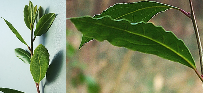 Feuilles entières, alternes, longues de 5 – 8 cm, coriaces, elliptiques-lancéolées, à bords ondulés (à droite), vert foncé dessus. Pétiole court.