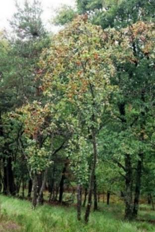 Alisier de Fontainebleau en fruits.