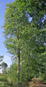 Arbuste (microphanérophyte) ou arbre (mésophanérophyte) à feuilles caduques, haut de 5 – 15 m. Tronc souvent droit.
© Jean GUITTET