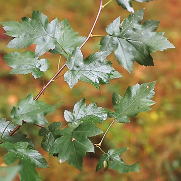 Feuilles entières, alternes, profondément lobées, vertes sur les deux faces.
© Jean GUITTET