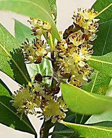Plante dioïque. Inflorescences mâles petites ombelles de 4 – 6 fleurs, axillaires et pédonculées.