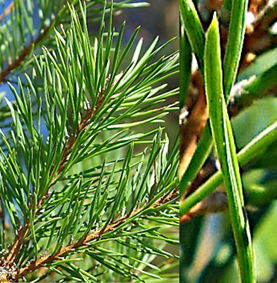 Feuilles : aiguilles semi-cylindriques groupées par deux, vert grisâtre, courtes (L: 3 – 7 cm), plus ou moins vrillées (à droite).