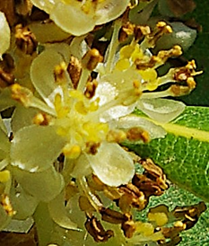 Fleurs mâles jaunâtres, à 8 - 12 étamines disposées sur deux rangs.