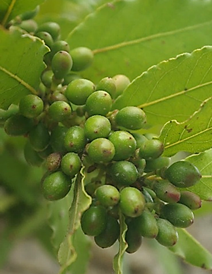 Fruits : drupes ovoïdes, brillantes, longues de 10 – 12 mm, d’abord vertes, devenant noires à maturité.