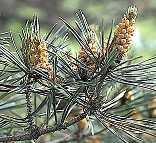 Plante monoïque. Fleurs mâles en plusieurs chatons oblongs, jaunâtres.