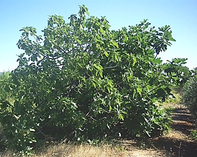 Arbuste ou arbre (mésophanérophyte) à feuilles caduques, haut de 3 – 5 (10) m. Port souvent buissonnant.