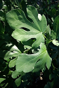 Feuilles alternes, entières, grandes (L: 20 – 30 cm), vert foncé, brillantes dessus. Limbe à nervation palmée, divisé en 3 – 6 lobes crénelés.