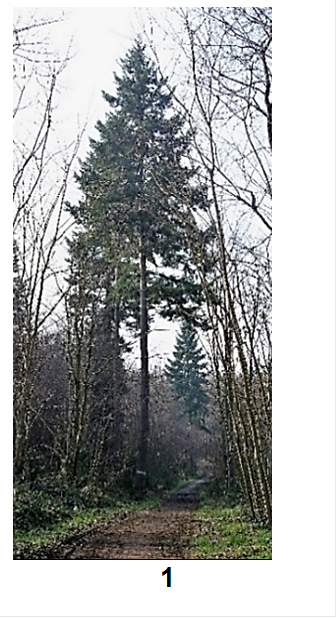 Feuilles: aiguilles planes, très étroites (largeur: 1 – 2 mm), disposées en brosses autour des rameaux fertiles.