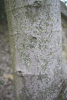 Écorce âgée lisse, gris cendré.