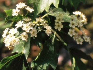 Inflorescences : cymes larges de 7 – 12 cm, terminales, sur des rameaux courts.
© Jean GUITTET