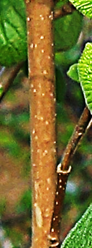 Arbrisseau (microphanérophyte) à feuilles caduques, haut de 1,5 – 4 m.