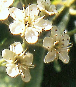 Fleurs hermaphrodites régulières (Ø: 1 cm), à cinq pétales blancs arrondis, étalés, environ vingt étamines blanchâtres et deux stigmates.
© Jean GUITTET