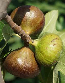 Fruits (figues) : akènes contenus dans un réceptacle charnu.
