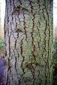 Plante monoïque. Cônes femelles pendants à l’extrémité des rameaux, longs d’environ 10 cm, caractérisés par des bractées à trois pointes, dépassant nettement des écailles à sommet arrondi.