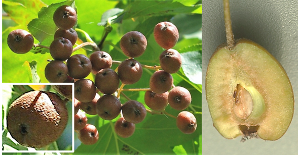 Fruits (alises) charnus, ovoïdes, longs de 12 – 18 mm, bruns et verruqueux à maturité (encadré), contenant, le plus souvent, deux pépins.
© Jean GUITTET