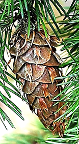 Plante monoïque. Cônes femelles pendants à l’extrémité des rameaux, longs d’environ 10 cm, caractérisés par des bractées à trois pointes, dépassant nettement des écailles à sommet arrondi.
