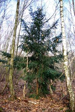 Arbuste (microphanérophyte), rarement arbre , (mésophanérophyte), non résineux, à feuilles persistantes, haut de 2 – 7 (15) m. Port variable.