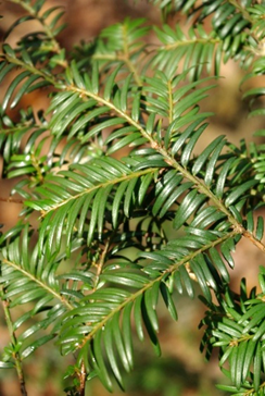 Feuilles : aiguilles molles, aplaties, paraissant disposées dans un plan et sur deux rangs opposés, se prolongeant sur le rameau (voir 4 Bourgeons).