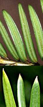 Limbe linéaire (L: 20 – 35 mm), pourvu dessous de deux bandes vert clair de stomates (en haut), terminé par un mucron (en bas).