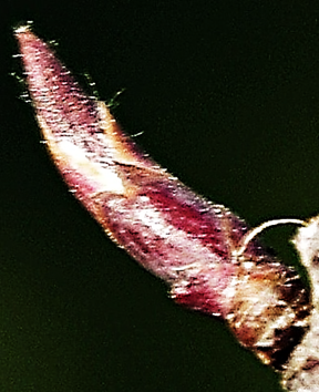 Arbuste (microphanérophyte) à feuilles caduques, haut de 2 – 4 m. Port souvent en boule.