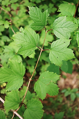 Feuilles entières, opposées, assez grandes (L: 3 – 9 cm).