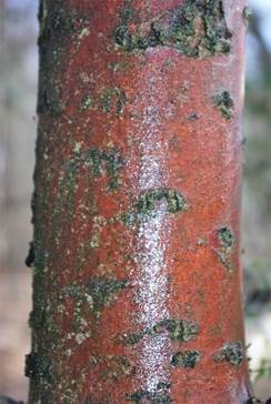 Écorce adulte devenant brun rouge.