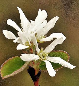 Inflorescences : petits corymbes axillaires de (2) 3 – 8 (10) fleurs à l’extrémité des rameaux.
© Jean-Luc TÉMOIN